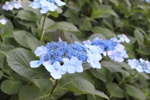 IMG_6729