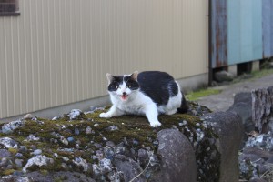 IMG_6758